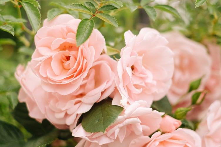 Pink roses on a rose bush.