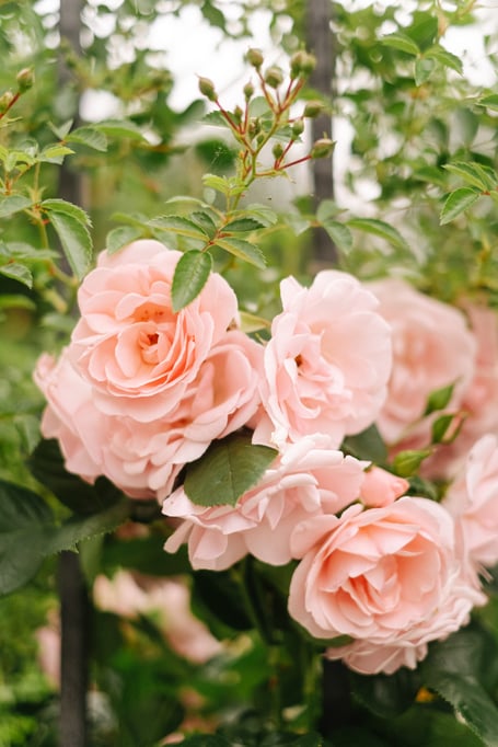 Pink roses on a rose bush.
