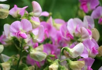 Growing and  showing Sweet Peas