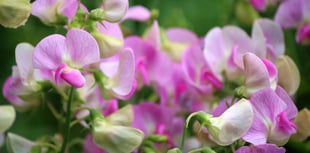 Growing and  showing Sweet Peas