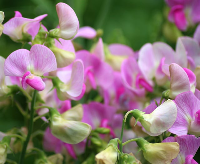 Growing and  showing Sweet Peas