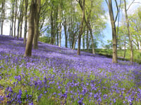 Sir David Attenborough highlights 'striking and precious' local nature