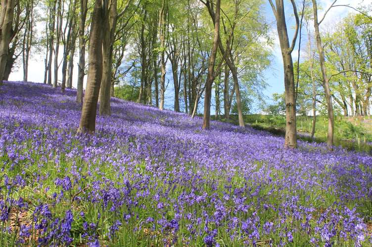 Prior's Wood full of Bluebells.