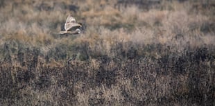New hedgerow boosts Chew Valley wildlife