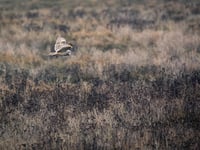 New hedgerow boosts Chew Valley wildlife