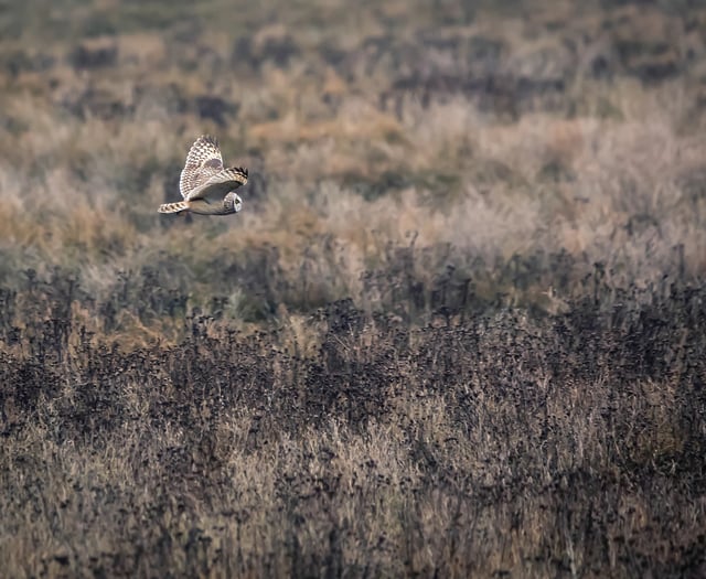 New hedgerow boosts Chew Valley wildlife