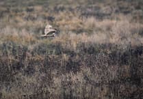 Join the Chew Valley wildlife effort!