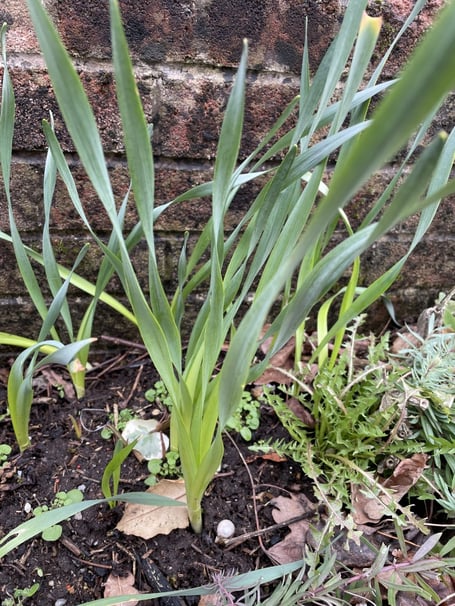 Bulbs planted in a Midsomer Norton garden.