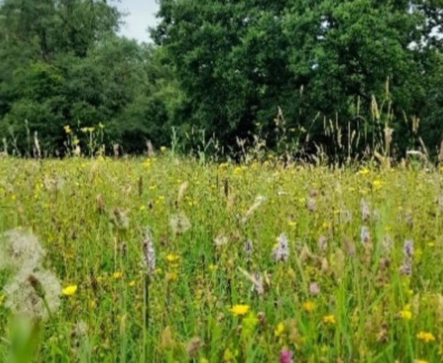 Search for grassland sites to transform into meadows