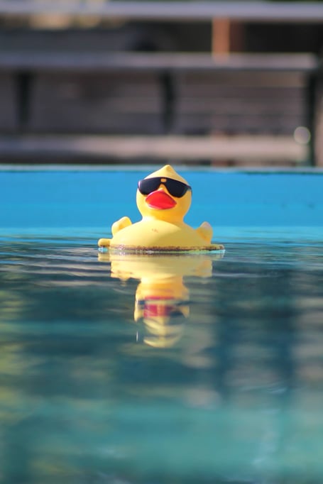 duck stock image