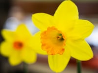 Norton Down Methodist Church presents ladies with spring flowers