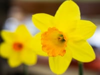 Norton Down Methodist Church presents ladies with spring flowers