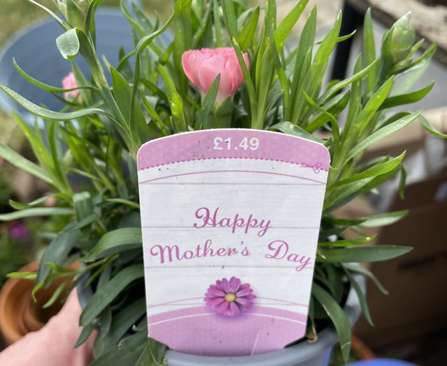 What to do with your Mother’s Day plants