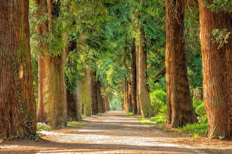 trees stock