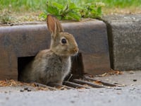 Wildlife watchers needed this spring