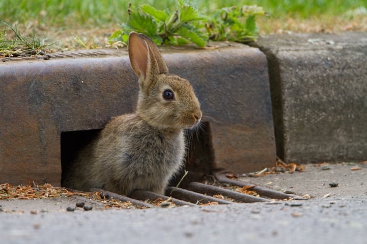 A wild rabbit, one of the many species recorded during PTES’ Living with Mammals survey. 