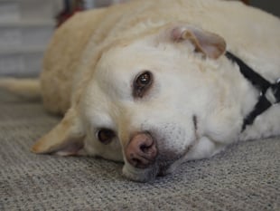 Your letters: Dog's Trust are calling for help with puppy smuggling 