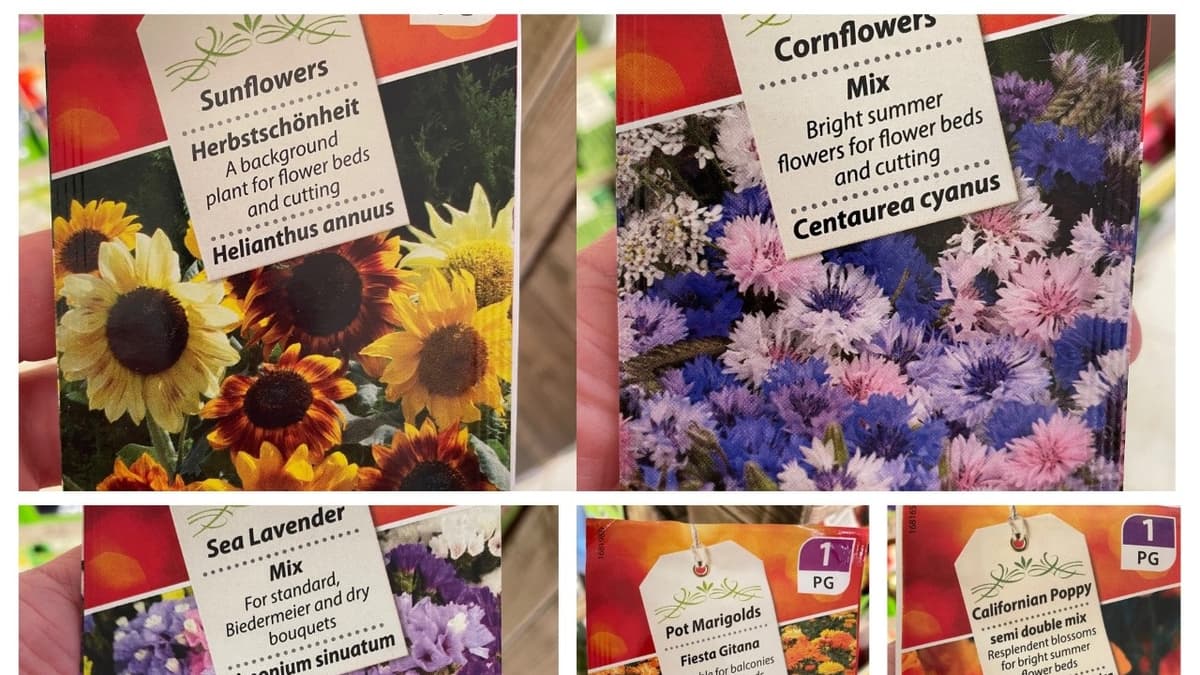 Midsomer Norton resident spills five top tips for sowing flowers