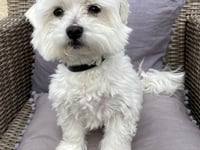 Caution advised as statistics show Easter dog poisoning cases surge
