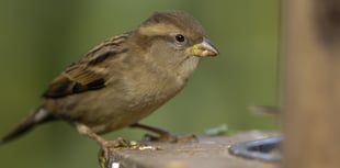 House Sparrow tops UK charts for 20th year running