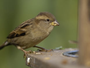 House Sparrow tops UK charts for 20th year running