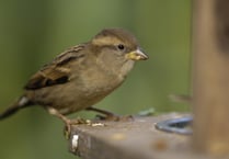 House Sparrow tops UK charts for 20th year running