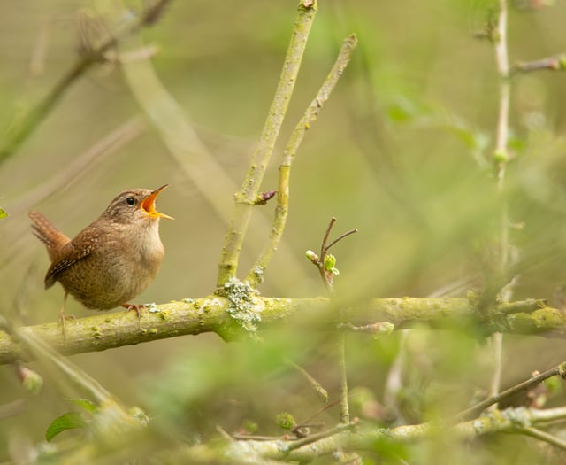 Set your alarm for the wildest free music festival of the year!