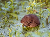 You can help water voles avoid extinction by surveying waterways