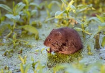 You can help water voles avoid extinction by surveying waterways