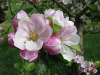 Celebrate orchard blossom, local produce and nature this April