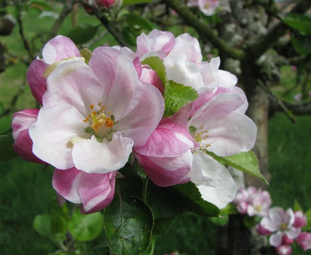Celebrate orchard blossom, local produce and nature this April