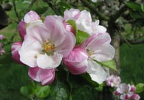 Celebrate orchard blossom, local produce and nature this April