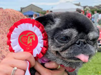 Paws-itive news: Peasedown PITP will hold dog show again