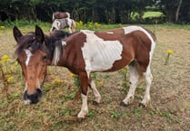 Banwell man banned from keeping horses for ten years following cruelty