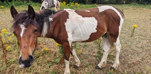 Banwell man banned from keeping horses for ten years following cruelty
