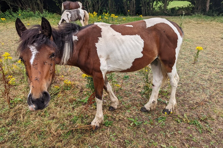Horse