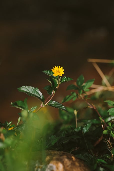 Kilmersdon Gardeners will be holding a plant talk.