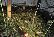 Two arrests made after cannabis is found growing in Claverham