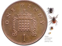 Stay safe whilst walking in the countryside: how to check for ticks