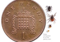 Stay safe whilst walking in the countryside: how to check for ticks