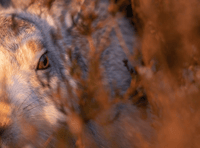 RSPCA Young Photographer Awards opens for entries!