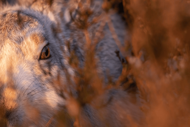RSPCA Young Photographer Awards opens for entries!