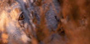 RSPCA Young Photographer Awards opens for entries!