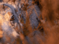 RSPCA Young Photographer Awards opens for entries!