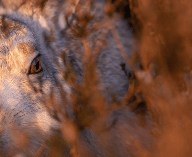 RSPCA Young Photographer Awards opens for entries!