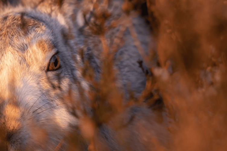 A hare in the bushes.
