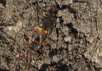 Metro Mayor hails rare bee find in West of England