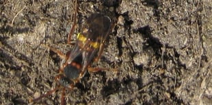 Metro Mayor hails rare bee find in West of England