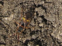 Metro Mayor hails rare bee find in West of England