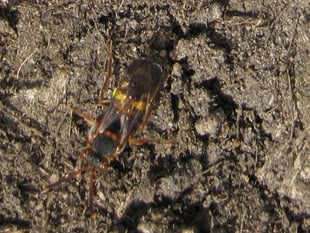Metro Mayor hails rare bee find in West of England